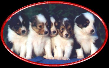 puppies